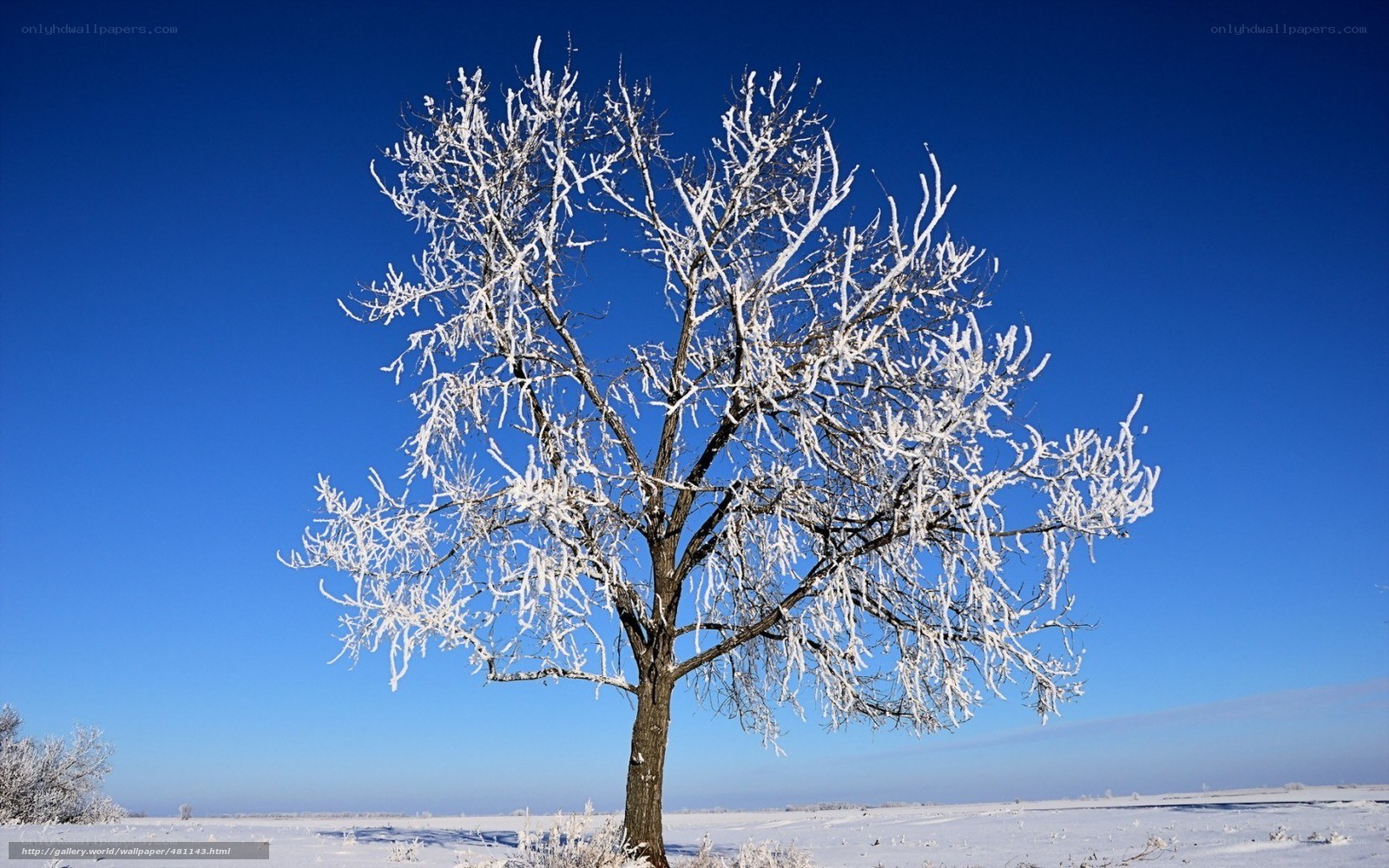 Snow-covered tree in winter