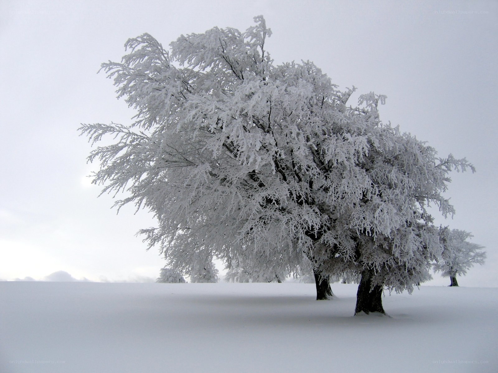 Snow-covered tree in winter