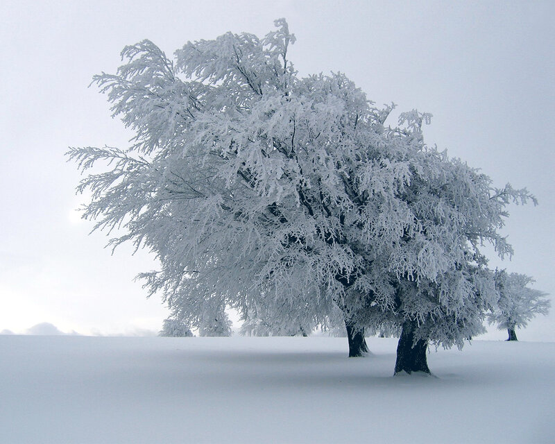 Snow-covered tree in winter