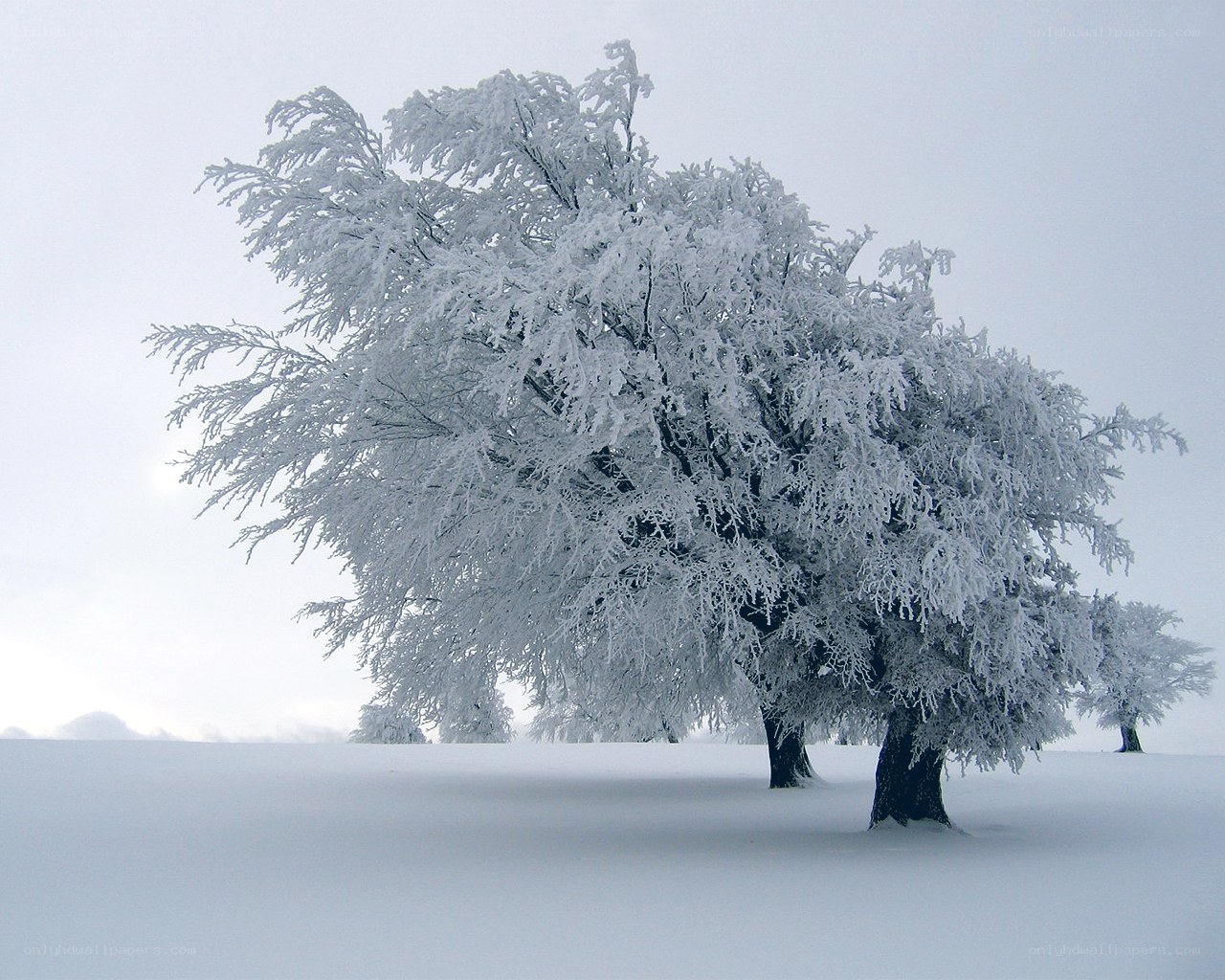 Snow-covered tree in winter