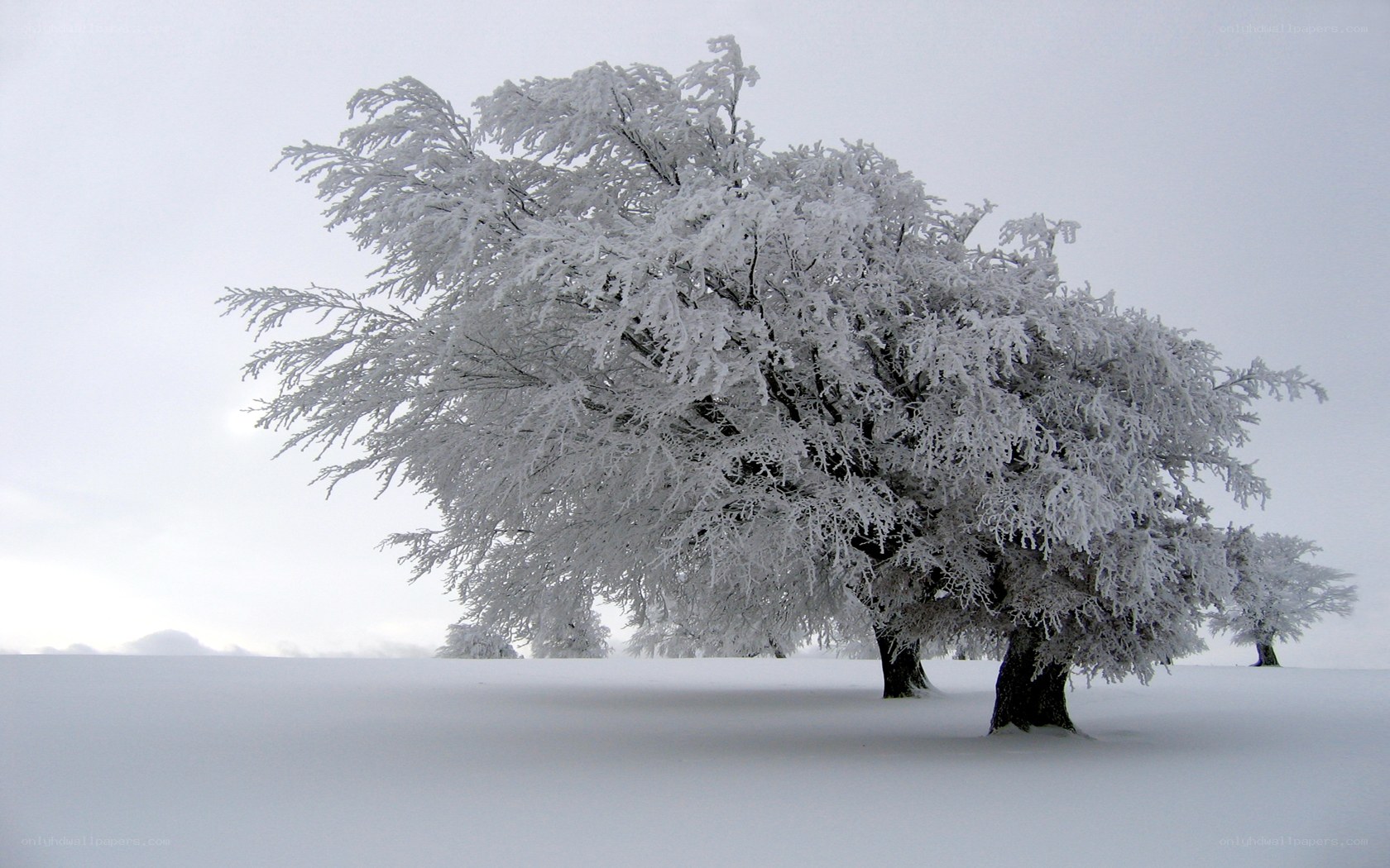 Snow-covered tree in winter