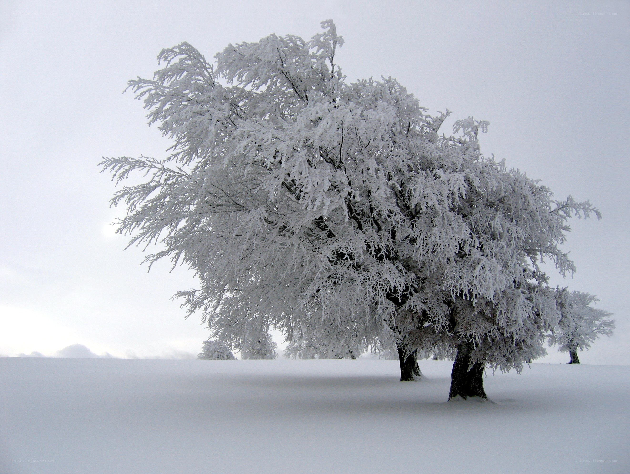 Snow-covered tree in winter