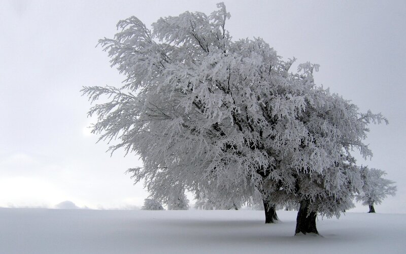 Snow-covered tree in winter