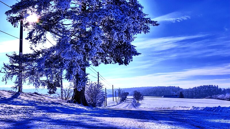Snow-covered Tree in Winter — Blue, Serene, Photograph, Road
