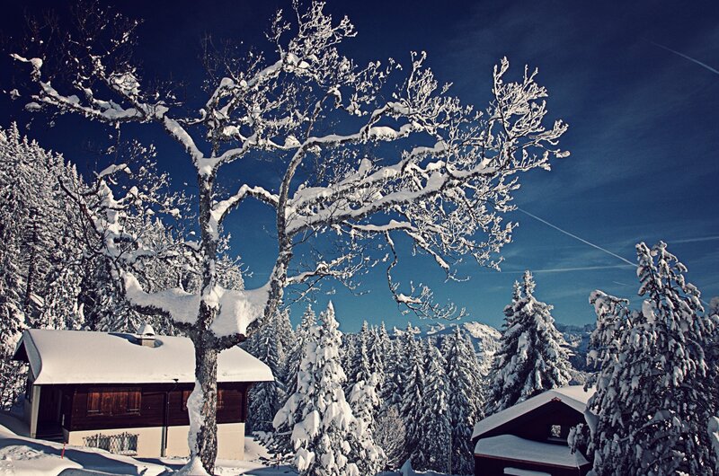 Snow-covered Tree in Winter — Blue, Serene