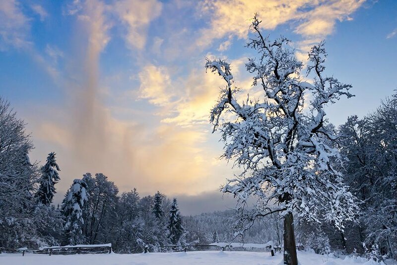 Snow-covered Tree in Winter — Blue