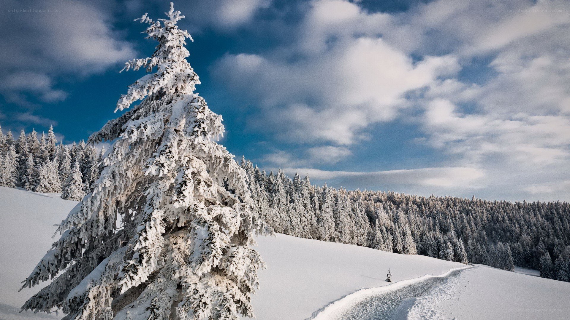 Snow-covered tree in winter landscape
