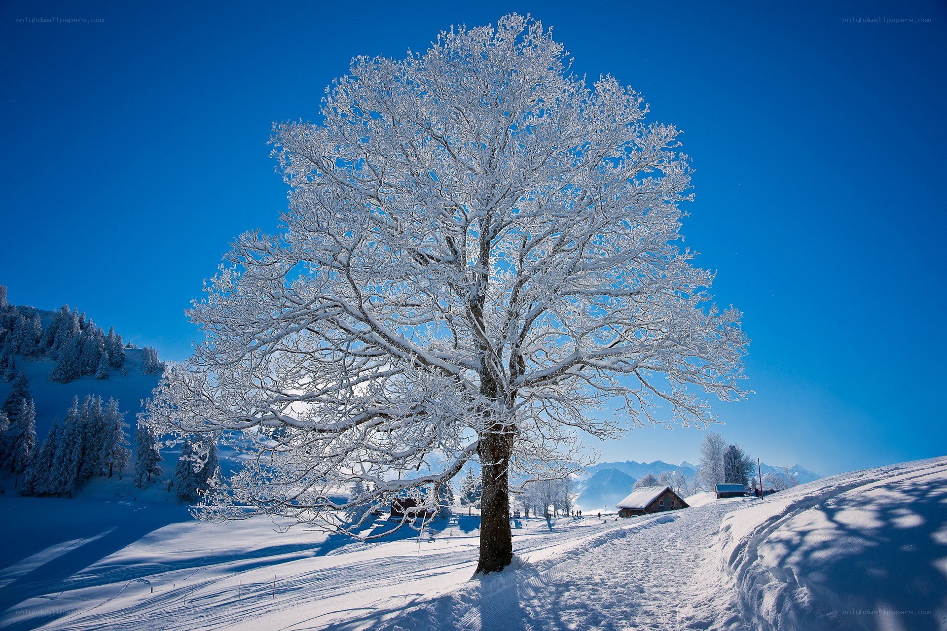 Snow-covered tree in winter landscape