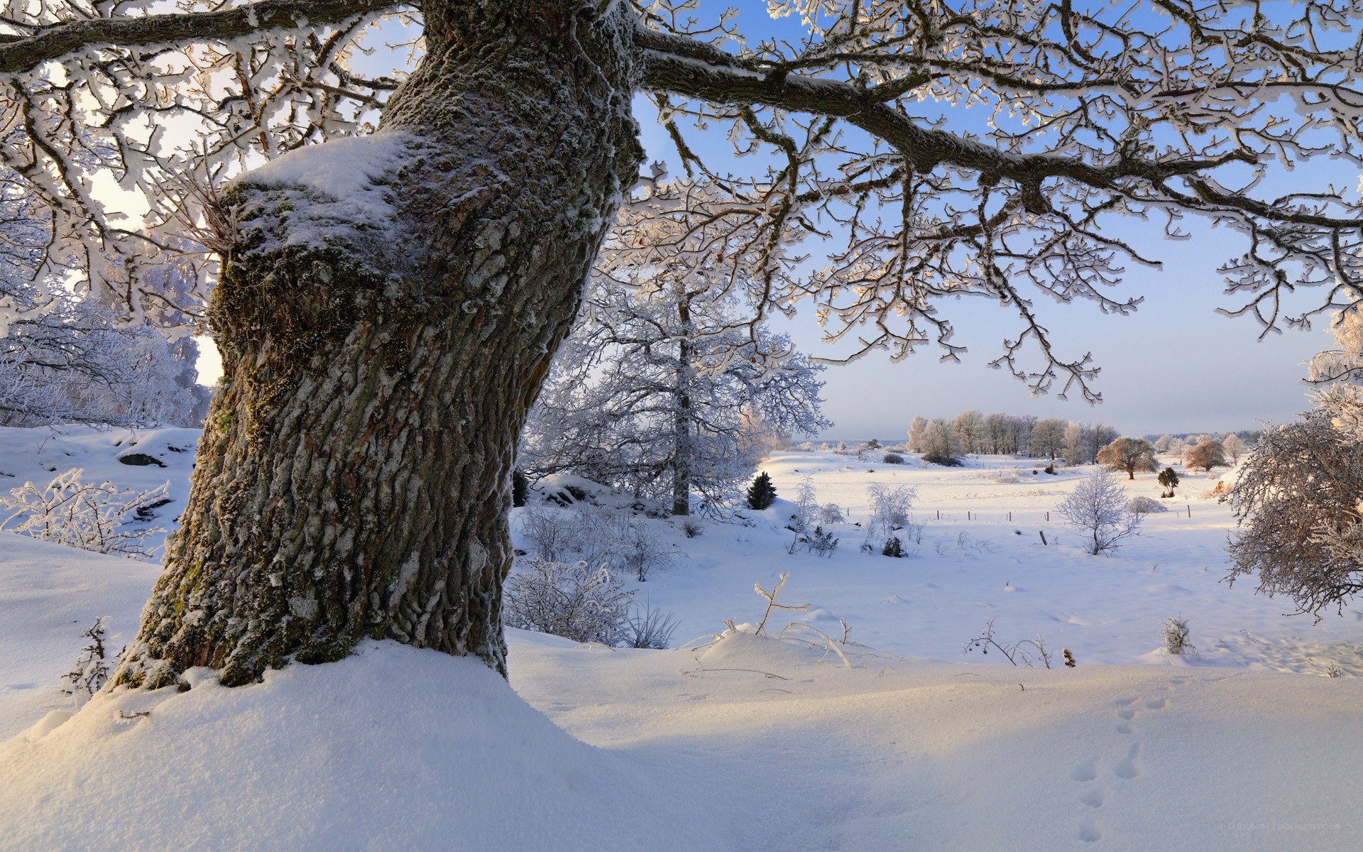 Snow-covered tree in winter landscape