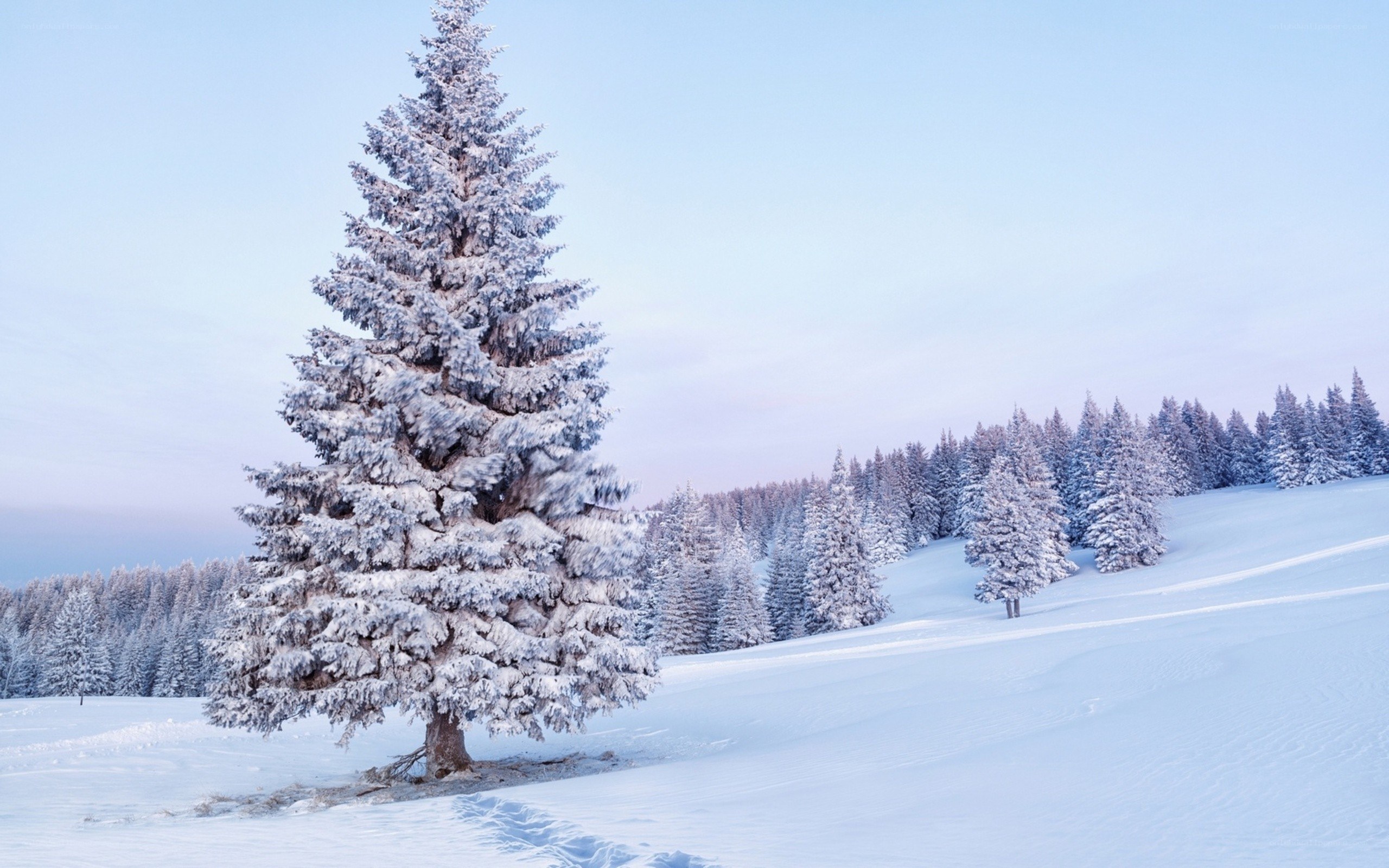 Snow-covered tree in winter landscape