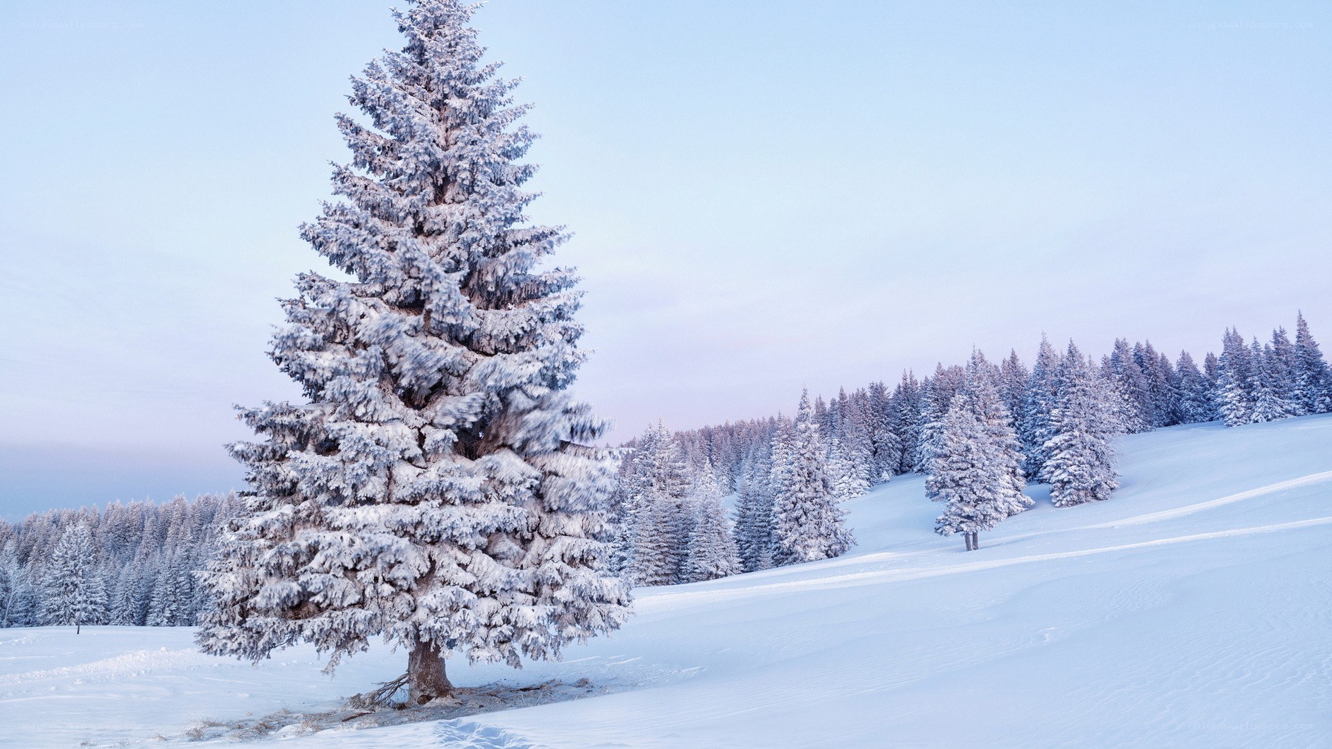 Snow-covered tree in winter landscape