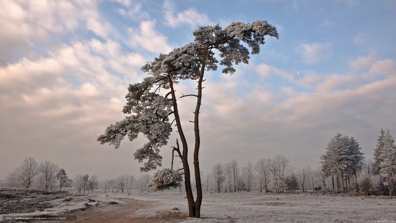 Snow-covered tree in winter landscape