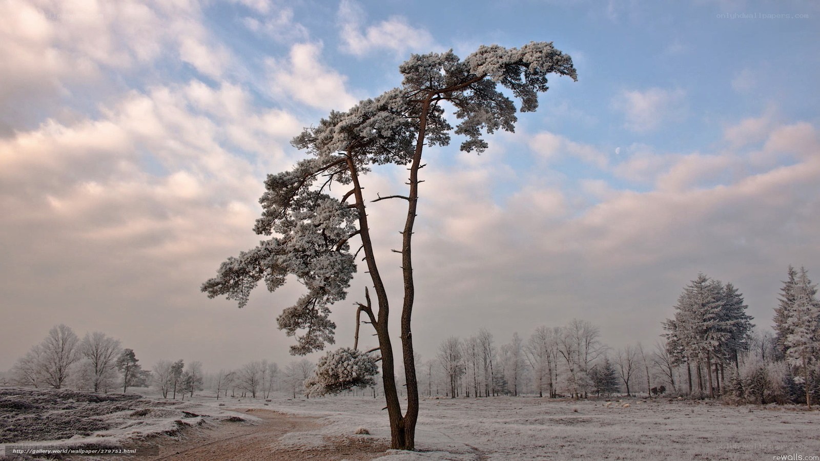 Snow-covered tree in winter landscape