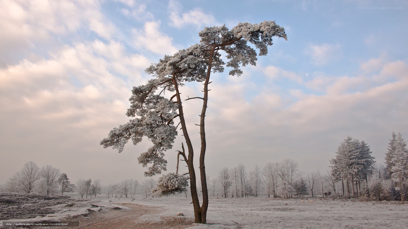 Snow-covered tree in winter landscape