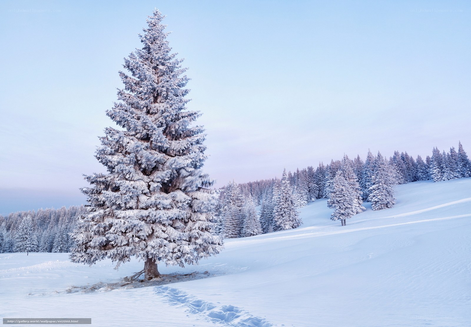 Snow-covered tree in winter landscape