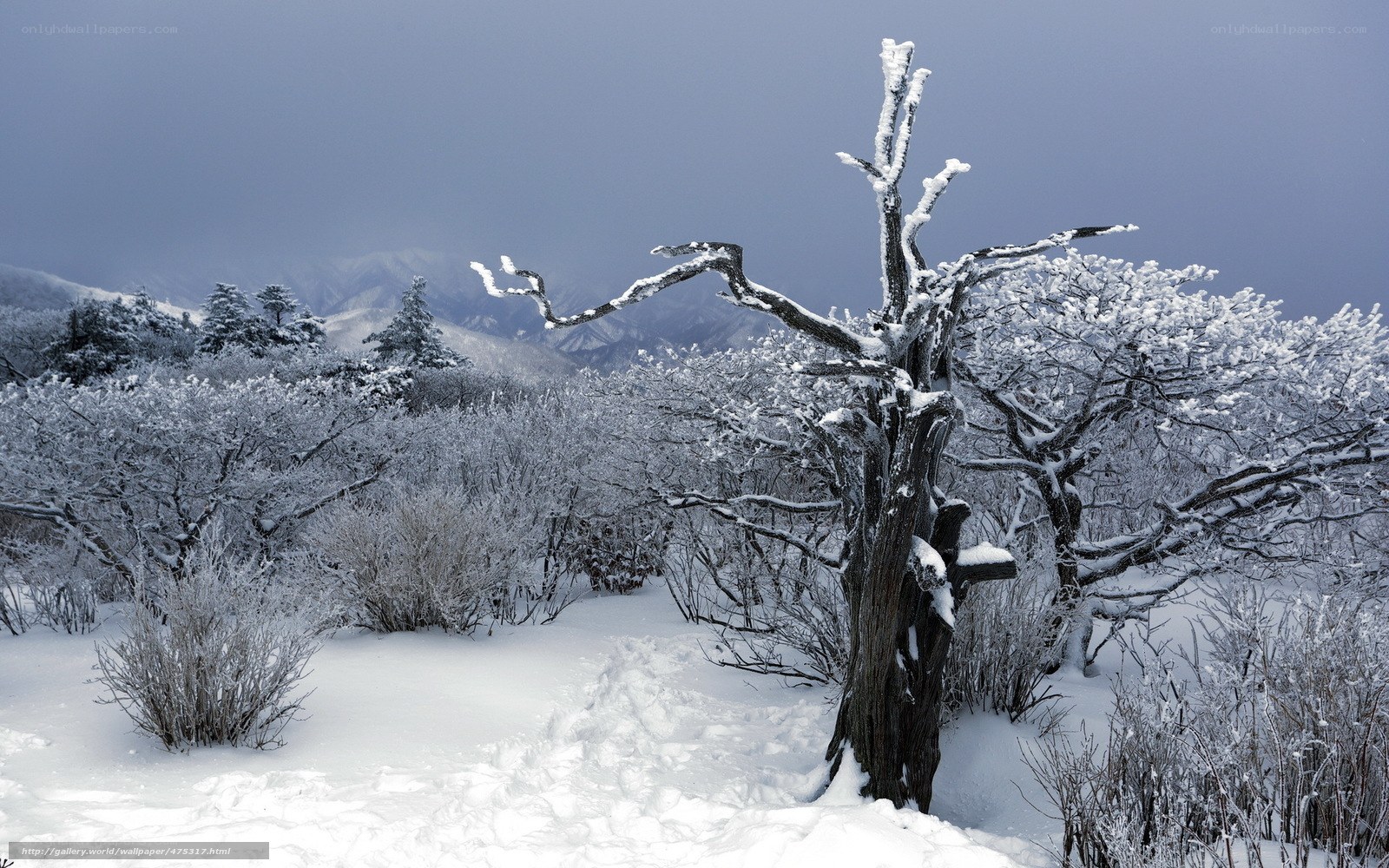 Snow-covered tree in winter landscape
