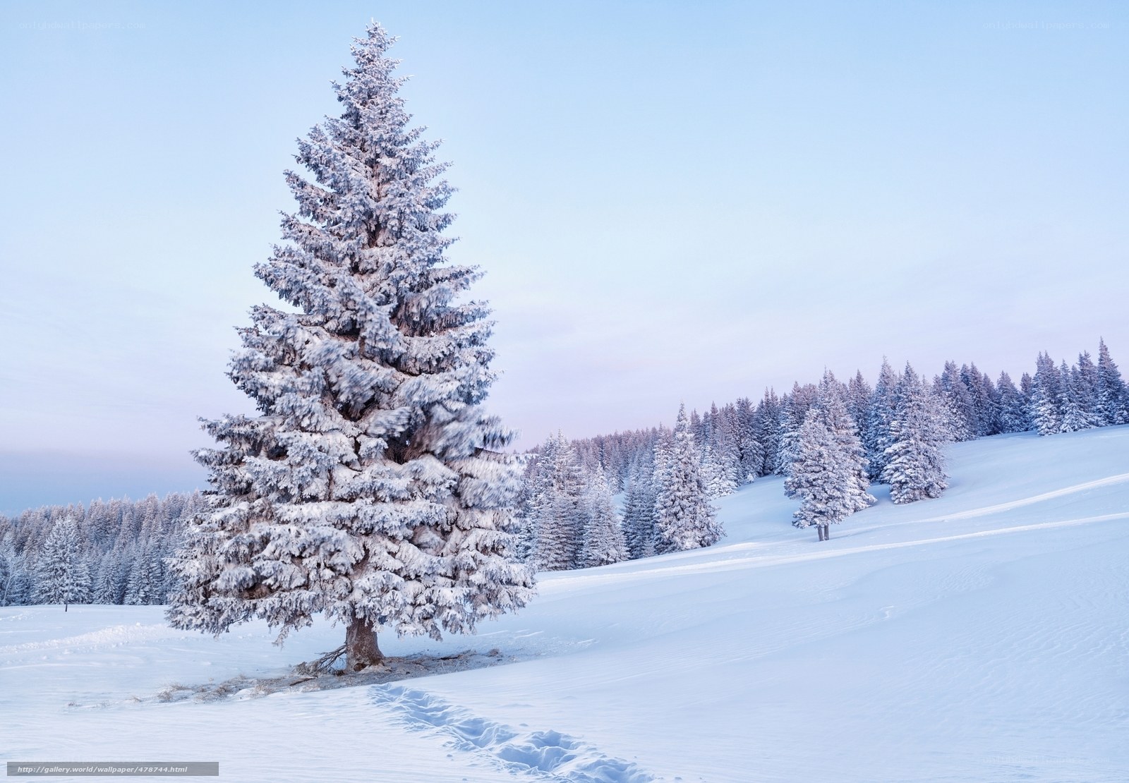 Snow-covered tree in winter landscape