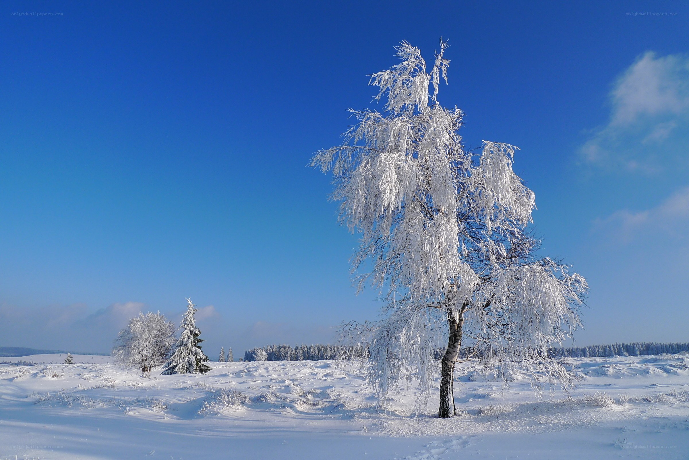 Snow-covered tree in winter landscape