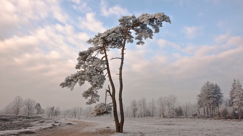 Snow-covered tree in winter landscape