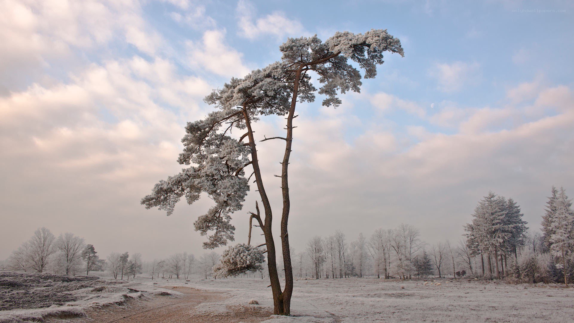 Snow-covered tree in winter landscape