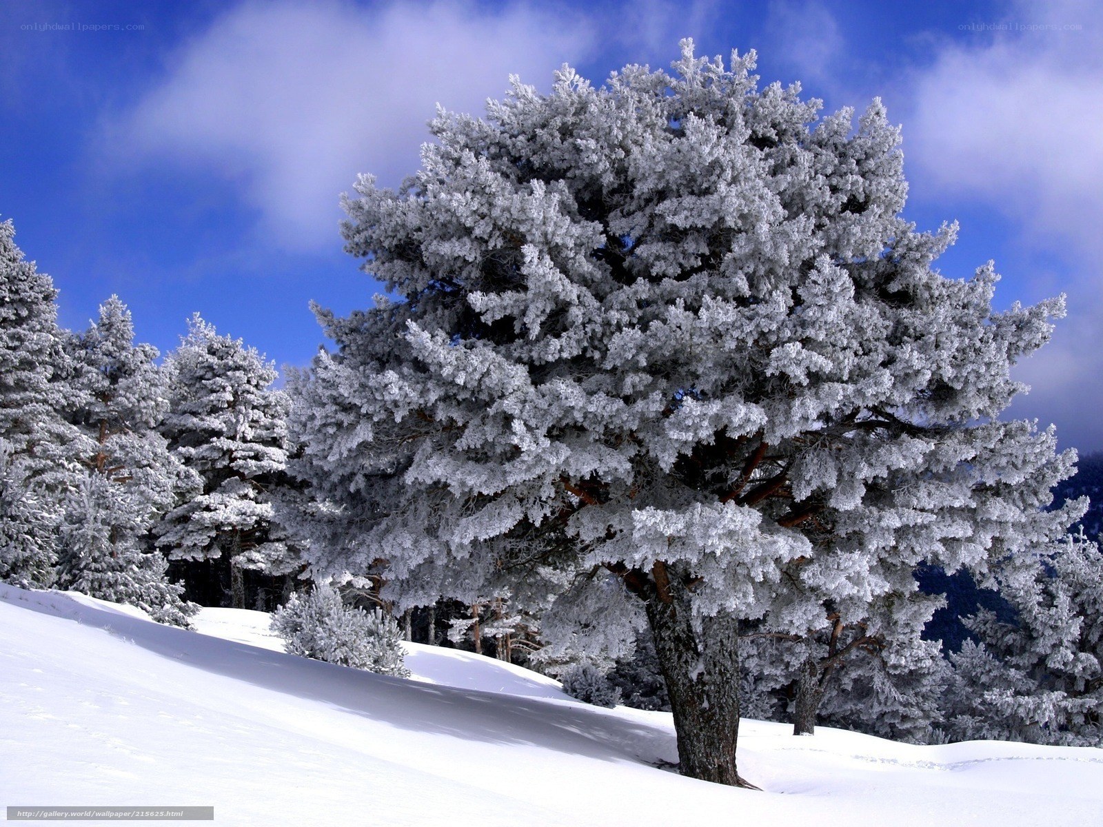 Snow-covered tree in winter landscape