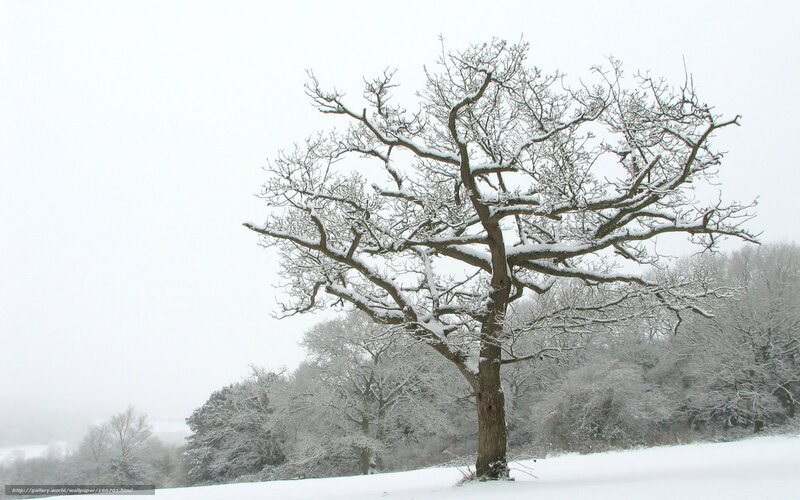 Snow-covered tree in winter