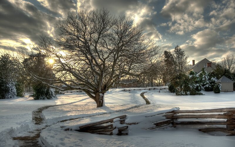 Snow-covered Tree in Winter — White, Dramatic