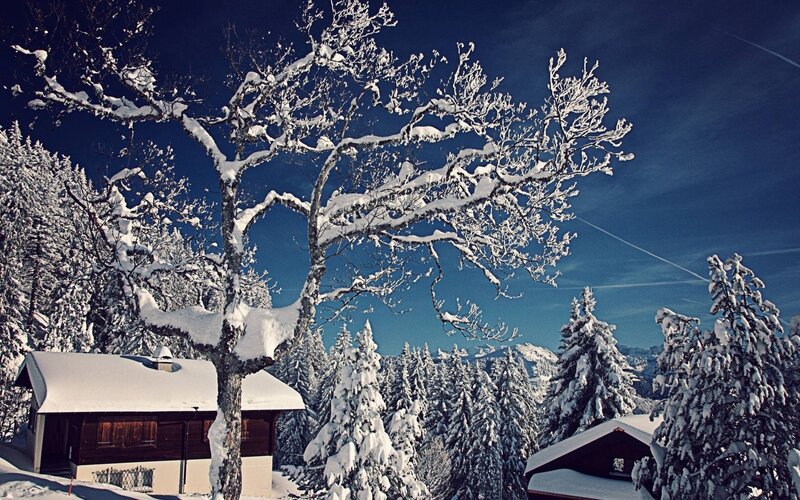 Snow-covered Tree in Winter — White, Serene, Photograph, Cabin