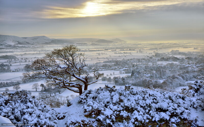 Snow-covered Tree in Winter — White, Serene, Photograph, Fields