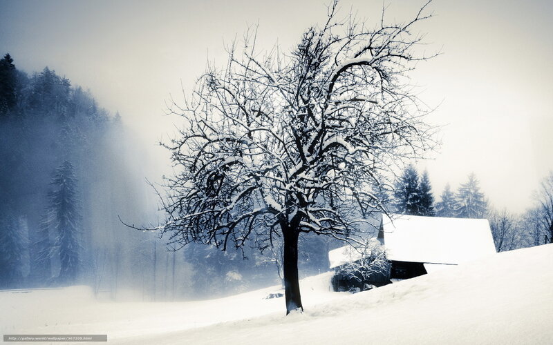 Snow-covered Tree in Winter — White, Serene, Photograph, House