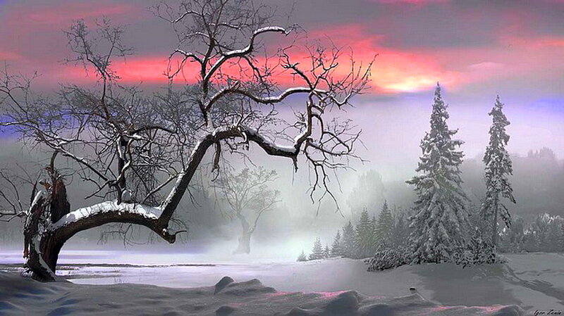 Snow-covered Tree in Winter — White, Serene