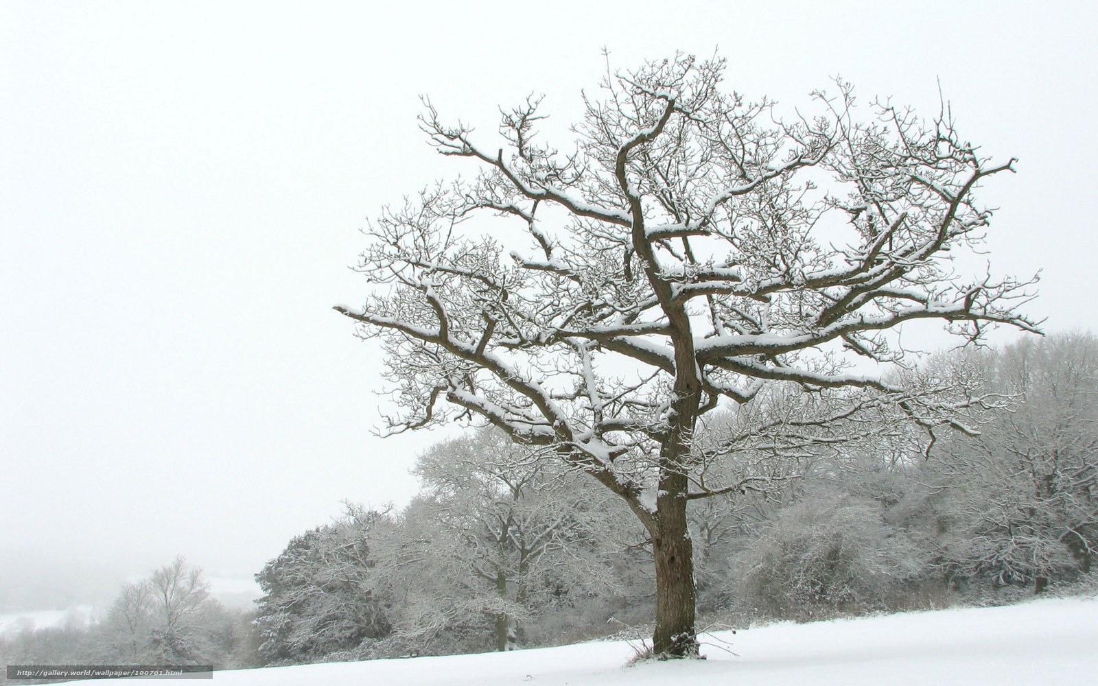 Snow-covered tree in winter