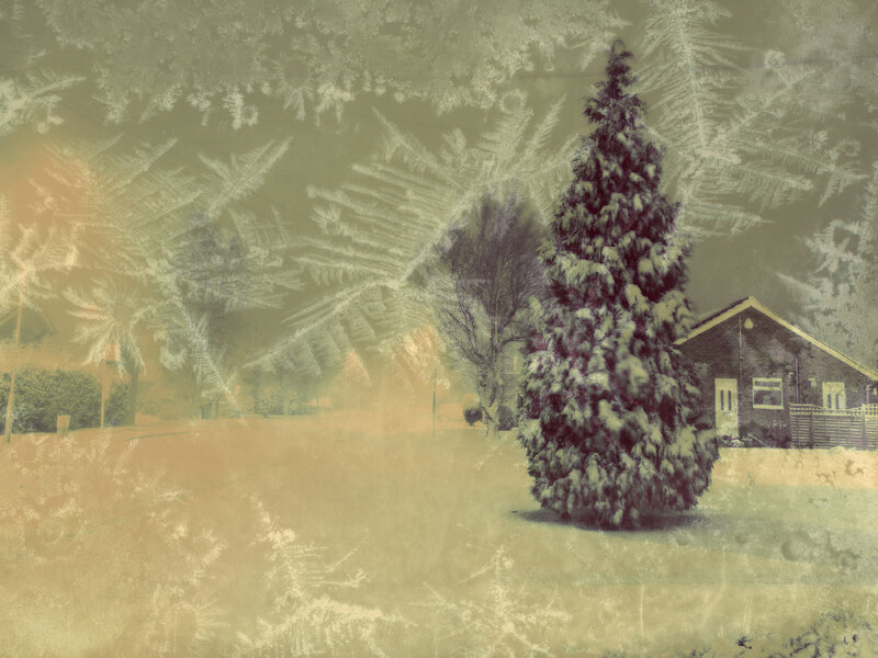 Snow-covered Tree in Yard — Green
