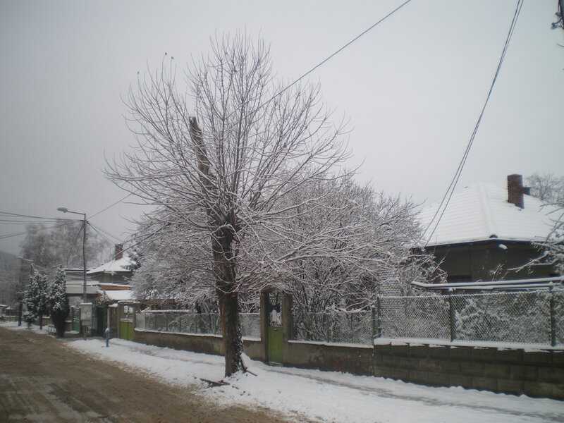 Snow-covered Tree in Yard