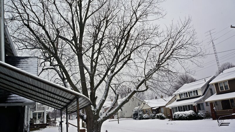 Snow-covered Tree in Yard — White