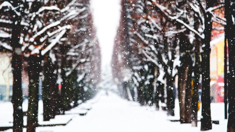 Snow-covered Tree-lined Path — White, Calm