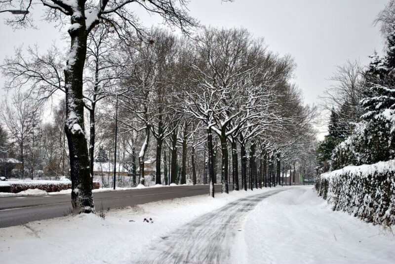 Snow-covered Tree-lined Path — White
