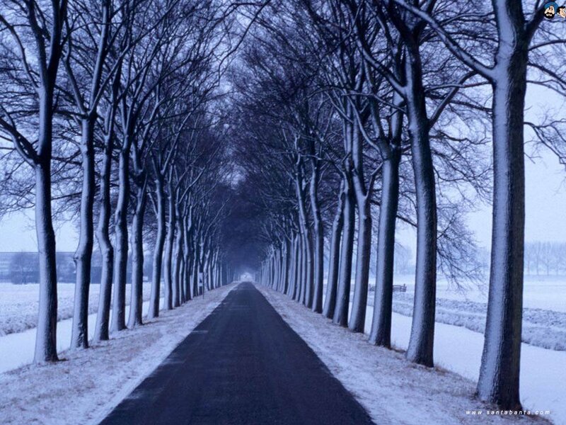 Snow-covered Tree-lined Road — Blue