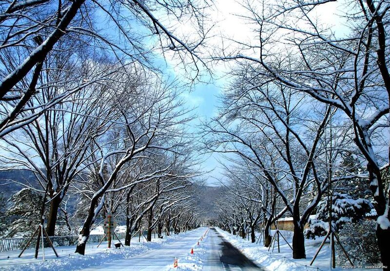 Snow-covered Tree-lined Road