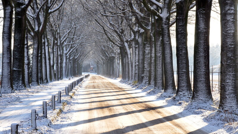 Snow-covered Tree-lined Road — White, Serene