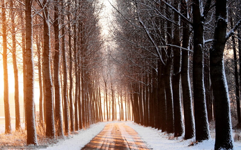 Snow-covered Tree-lined Road — White, Serene, Winter