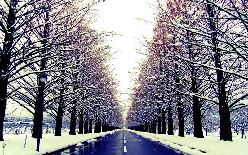 Snow-covered Tree-lined Road — White