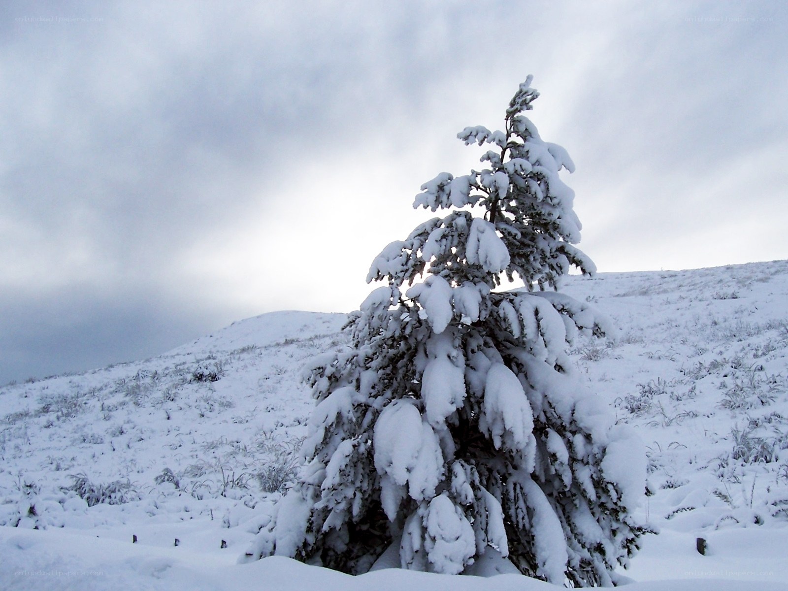 Snow-covered tree on a hill