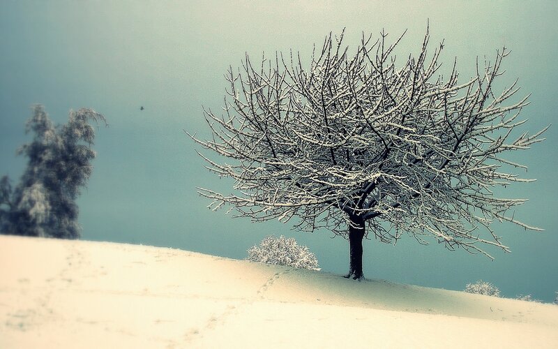 Snow-covered tree on a hill