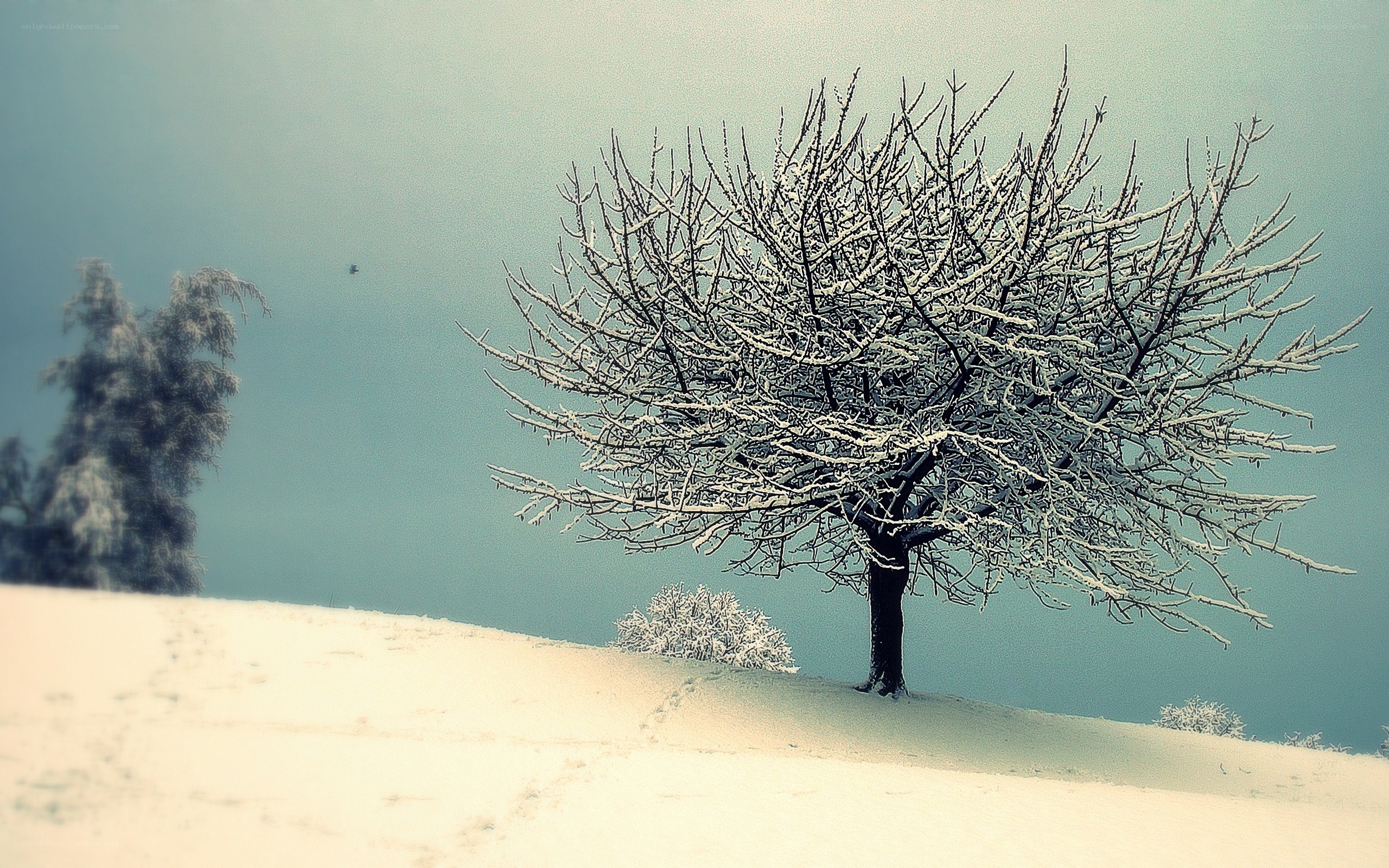 Snow-covered tree on a hill