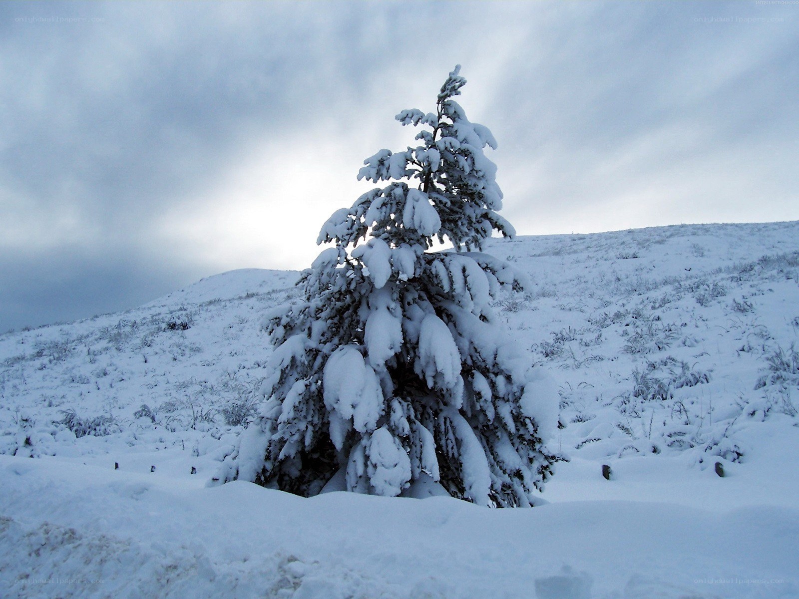 Snow-covered tree on a hill