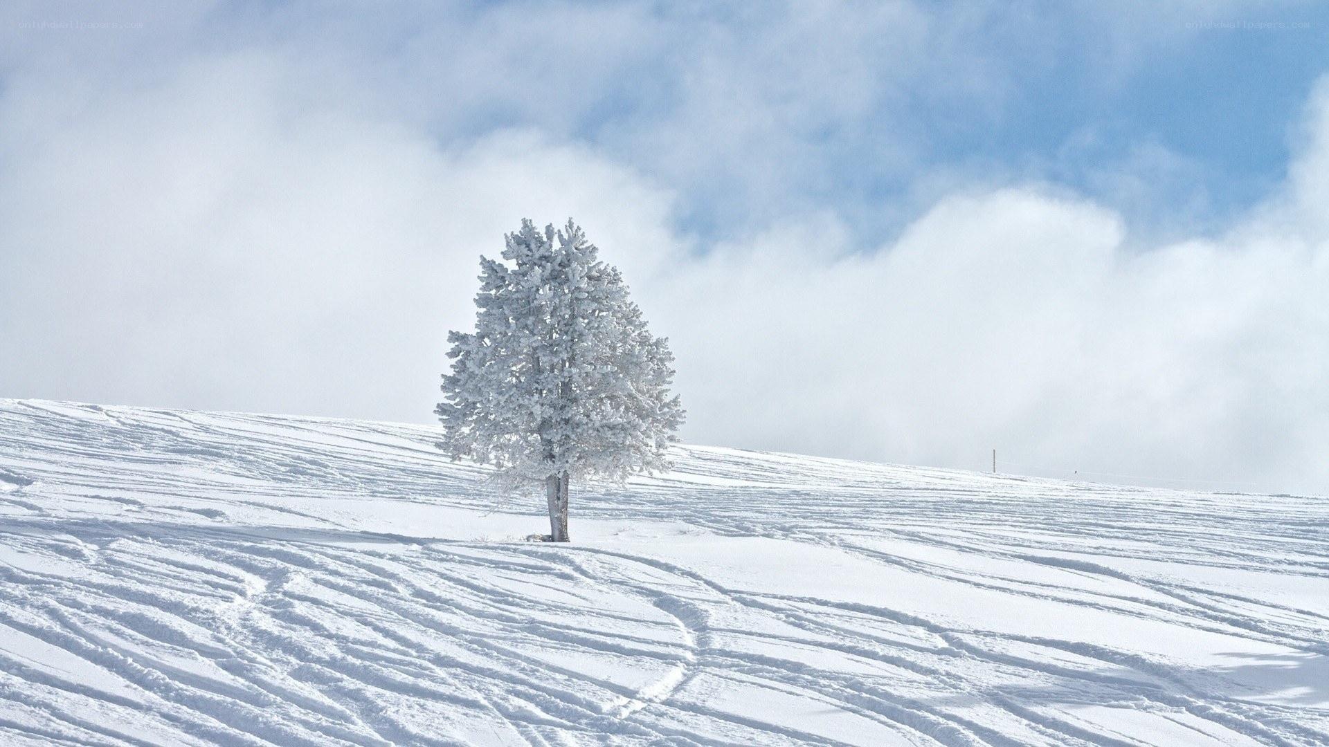 Snow-covered tree on a hill