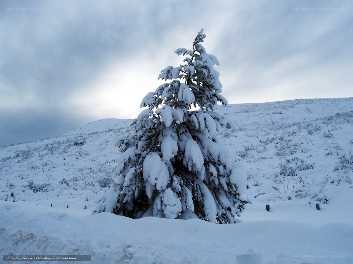 Snow-covered tree on a hill
