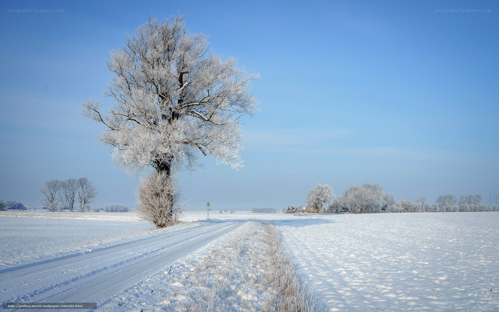 Snow-covered tree on a winter road