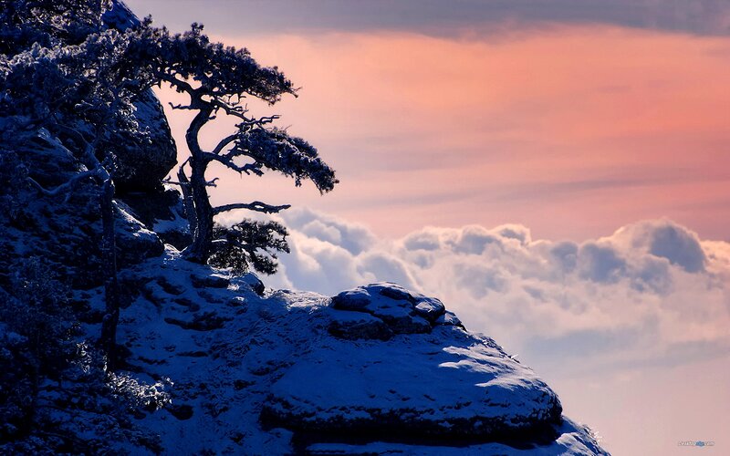 Snow-covered Tree on Cliff — Blue